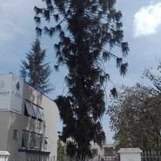 Baum