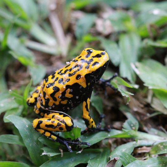 Cristalino State Park