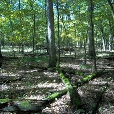 Busse Forest Nature Preserve