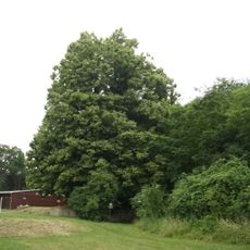 Lípa pod Mohelenskou stepí