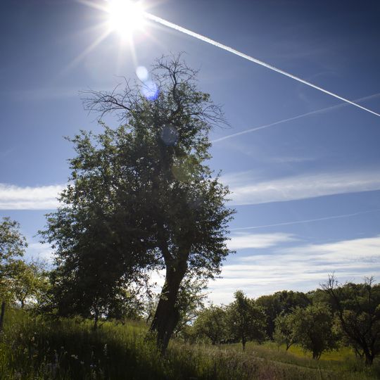 Apple tree from Bošáca