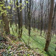 Naturwald Saubrink/Oberberg