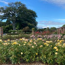 Samuels Rose Garden