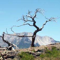Burmis Tree