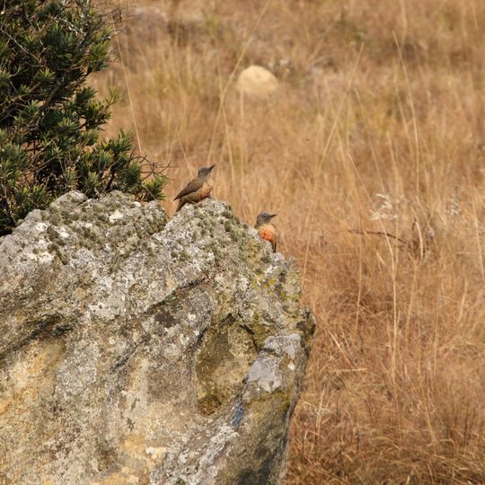Kamberg Nature Reserve
