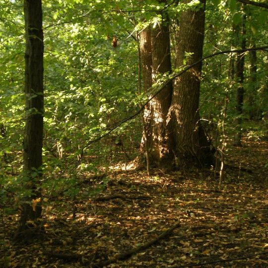 Liubachivskyi Lis Reserve