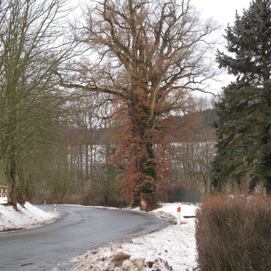 Dva duby letní u Pecínova