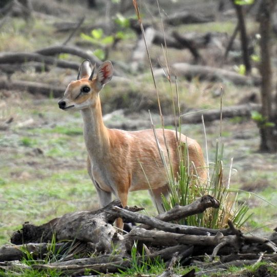 Rangayyanadurga Four–horned antelope Wildlife Sanctuary