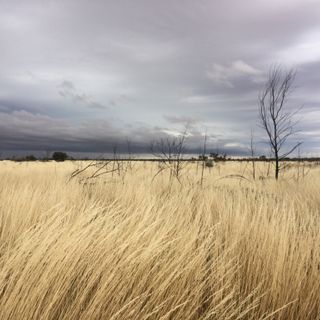 Gibson Desert Nature Reserve