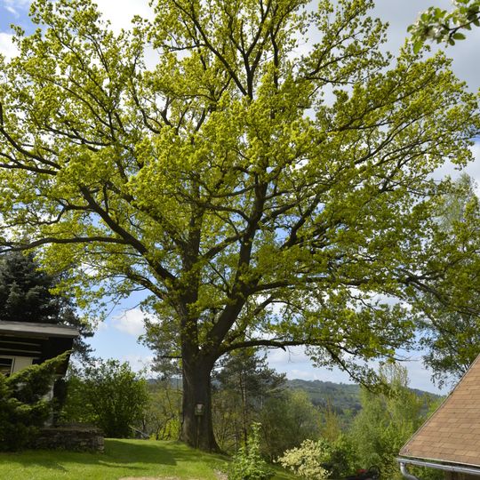 English Oak in Malá Horka