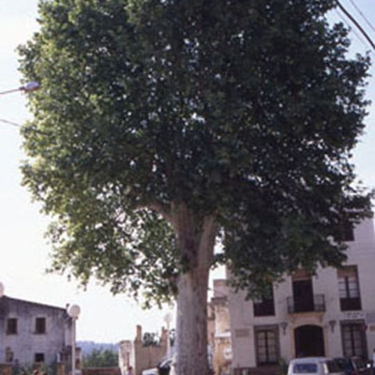 Plàtan de la Plaça de la Riera de Gaià