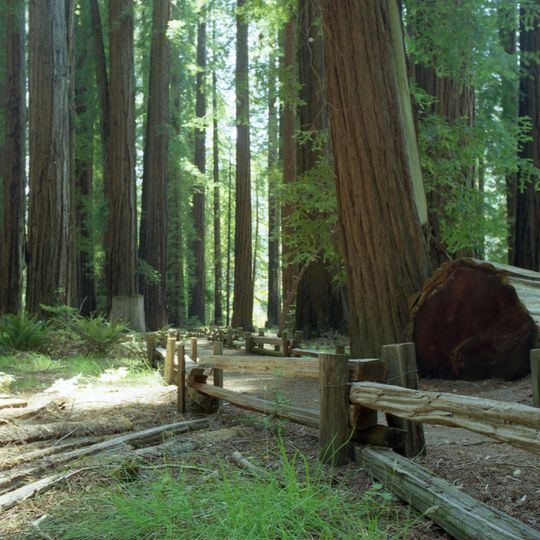 Richardson Grove State Park