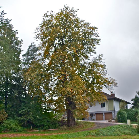 Rosskastanie von Eberschwang