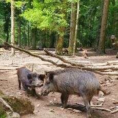 Parc aux Sangliers