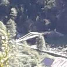 Pont del Camí de la Coma de Vaca