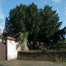 Tis červený v České Kamenici