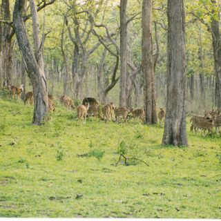 Parc national de Bandipur