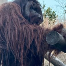Bornean Orangutan