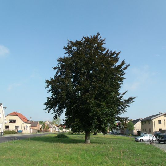Naturdenkmal Buche-Blutbuche Schmellwitzer Straße, Nähe Hausnummer 83 in Schmellwitz