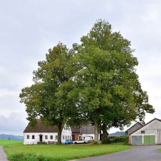 Lindengruppe in Mittelbach
