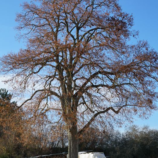 Linde beim Sportplatz