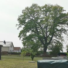 Stieleiche in Lipsa, neben der Scheune Jannowitzer Weg Nr. 2