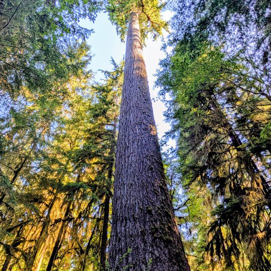 Quinault Rainforest