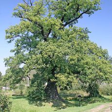 Památný dub v Lukavici