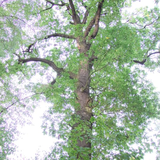 Dub u cyklostezky keTřem mostům