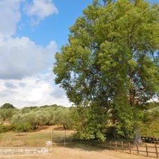 Frassino meridionale