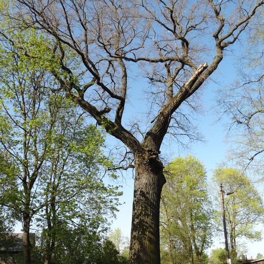 Klovainiai thick oak