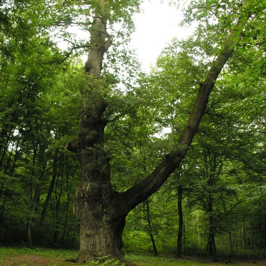 Chêne de Saint Jean