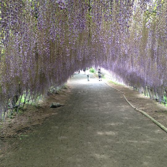 Giardino dei glicini di Kawachi