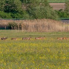 Feuchtwiesen Ziegenanger bei Neuhaus
