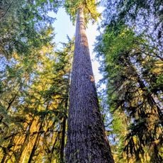 Quinault Rainforest