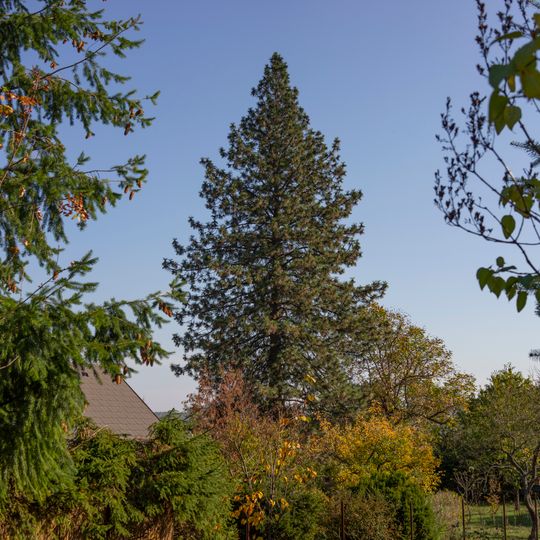 Borovice těžká v Pyšelích