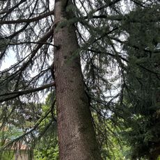 Drzewo