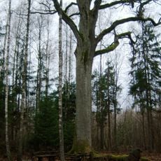 The beautiful Plauginiai forest oak