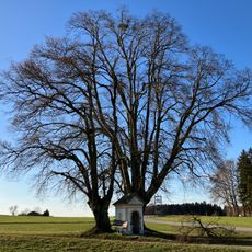 Zwei Kapellenlinden von Fugging
