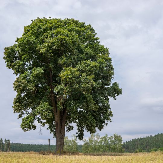 Mléč v Horních Borech