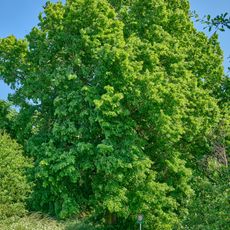 Alej ke Svaté Anně v Plané