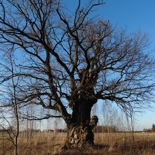 Karveliai Oak