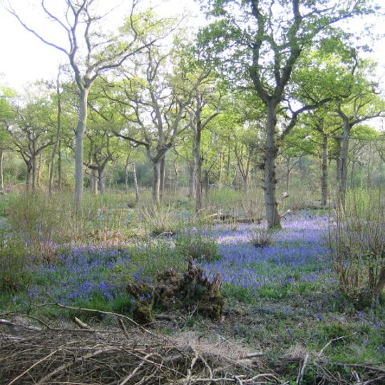 Finemere Wood