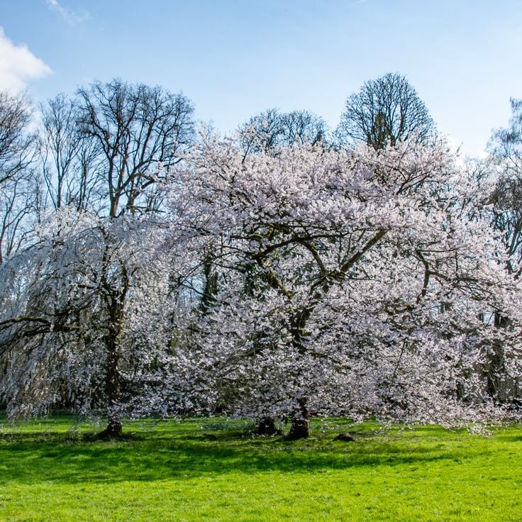 Belgiens Nationale Botaniske Have