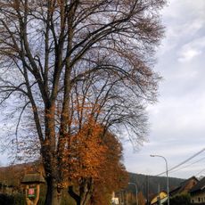 Farní lipová alej v Rajnochovicích