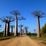 Allee van Baobabs