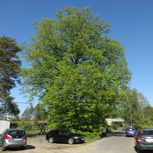 Naturdenkmal Linde am Sportplatz Peickwitz