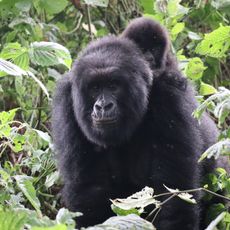 Virunga National Park