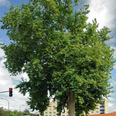 Platan javorolistý (Chrudim)