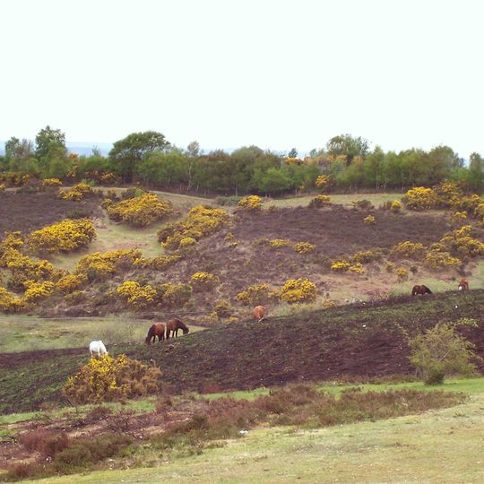 New Forest